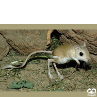 گونه دوپای خراسانی Northern three – toed Jerboa